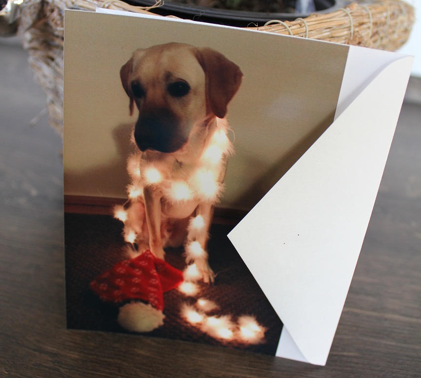 Weihnachtskarte an… oder danke an die Hundebetreuung
