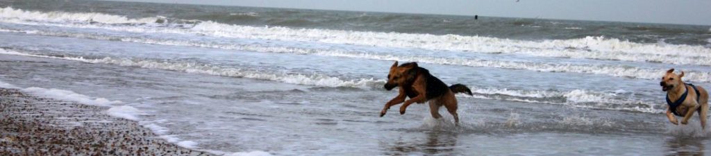 Genießen oder Auszeit mit Hund an der holländischen Nordseeküste