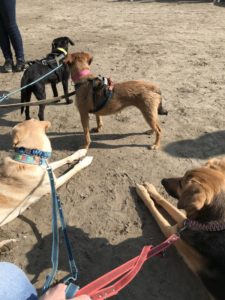 Viele Hunde im Zuggeschirr entspannt beieinander