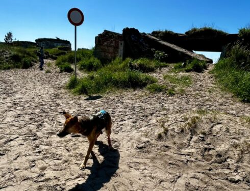 Schäferhund-Saluki-Mix am Northern Fort in Lettland