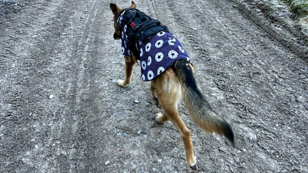 Sortier-Morgen oder Drei Hunde, ein Nervensystem und eine Erkenntnis