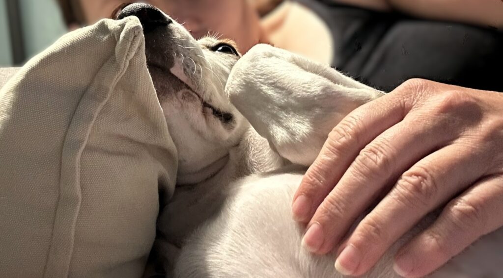 [Werbung] Rezension: Hunde fühlen und anleiten – Die Magie der Berührung