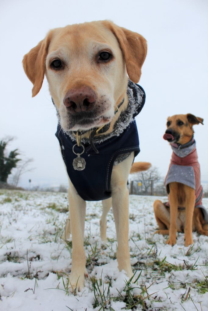 [Werbung] Das große Knabbern oder Insektenfutter für Hunde