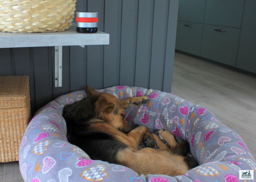 [Anzeige] Einfach entspannt oder der RelaxoPet Pro Trainer für Hunde im Test