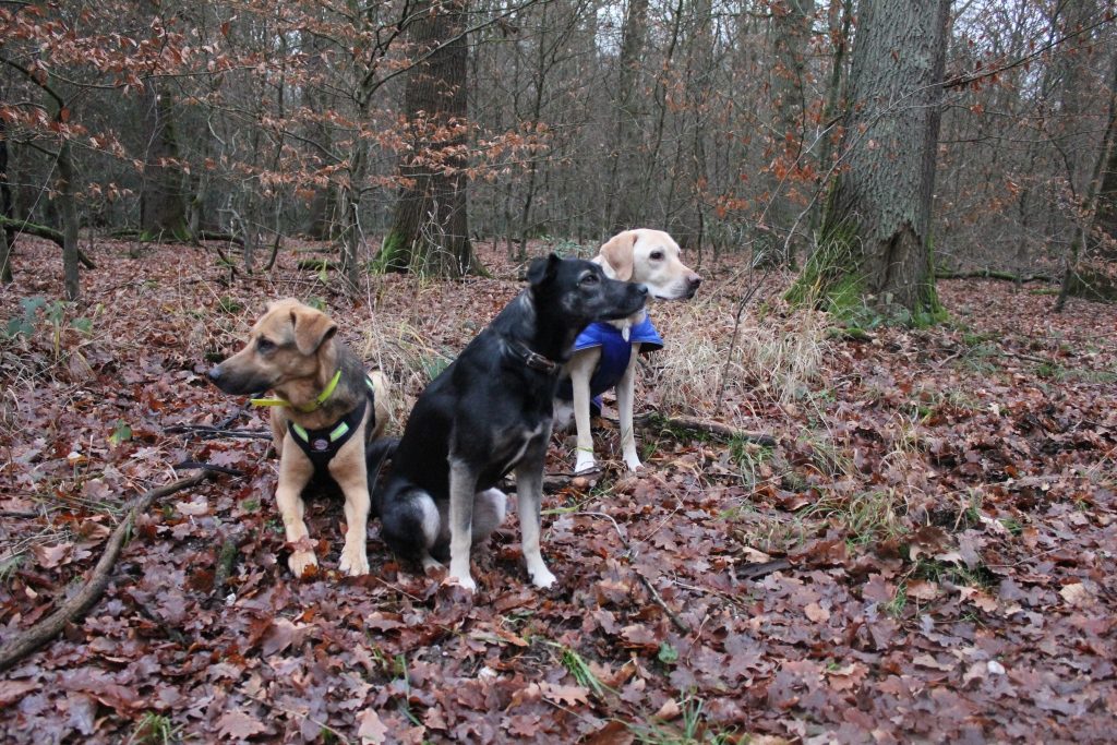 Amber, Buddy und Black im Wald