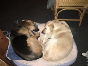 Zwei Hunde kuscheln auf einem Hundebett